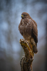 Buzzard portrait