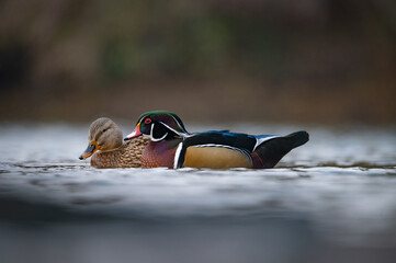 Wood duck