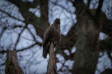 Buzzard portrait