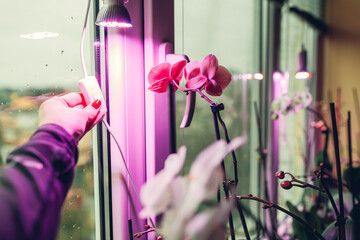 Gardener turns phyto lamp on for orchids blooming on window sill. Full spectrum light for growing...