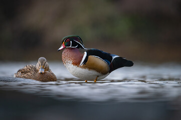 Wood duck