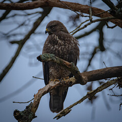 Buzzard portrait