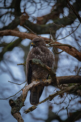 Buzzard portrait