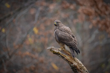 Buzzard portrait