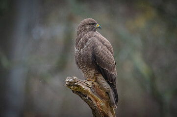 Buzzard portrait