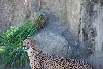 チーター