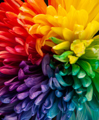 image of flower dark background