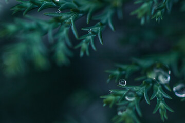 Beautiful raindrop, drop, dew close-up on green leafs / Macro photography. Nature background.