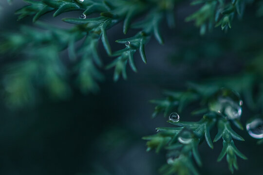 Beautiful raindrop, drop, dew close-up on green leafs / Macro photography. Nature background.