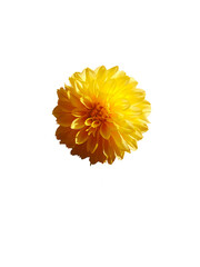 yellow chrysanthemum flower