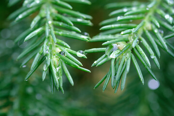 Naklejka na ściany i meble Close up of green pine needles. Pine branches after summer rain covered with water drops on blurred background. Shallow depth of field