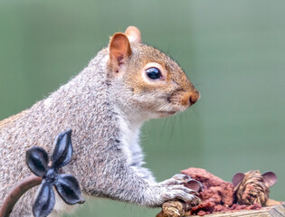 squirrel on a tree