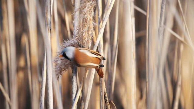bearded tit eating seed cane on a sunny day
