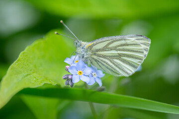 White butterfly sitting on a beautiful little blue flowers, shallow depth of field.
