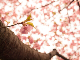 河津桜