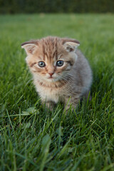 Naklejka na ściany i meble a small red kitten in green grass sits and looks at the camera and plays in the grass blurred foreground and background