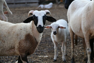 Fototapeta premium peasants who raise livestock for meat and milk.