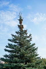 Cones on a tree against a blue sky
