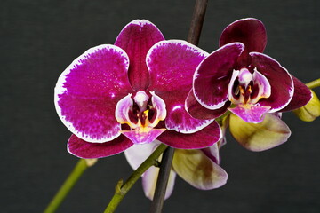Burgundy orchid on a dark background with buds