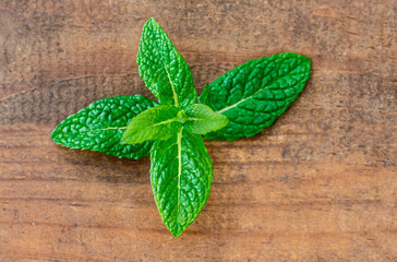 Organic Mint herb on wooden  background. Fresh Peppermint leaves with  copy space. Top view..