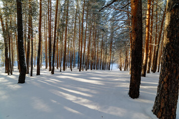 Winter landscape. Snow-covered pine forest on a sunny day