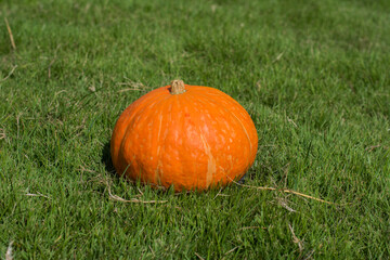 Pumpkin is placed on green grass.