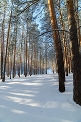 Fototapeta premium Winter landscape. Snow-covered pine forest on a sunny day
