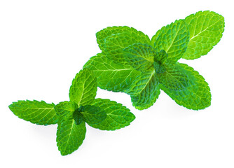 Fresh Mint  leaf  isolated on a white background. Macro.  Peppermint herb  Top view. Organic Melissa close-up.