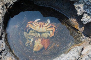 Sea crabs lie dead at the rocks by the sea.