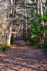 Walk through the forest