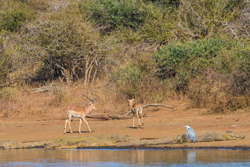 Impalas and crocodile at the water, Kruger national park