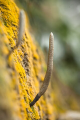 Mushrooms in Natural Life