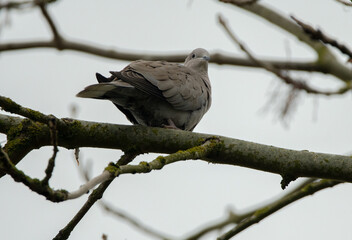 Collared dove looking towards the camera, surrounded by branches.