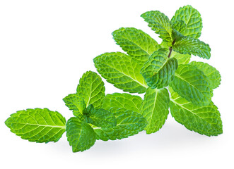 Fresh Mint  leaf  isolated on a white background. Macro.  Peppermint herb. Organic Melissa close-up.