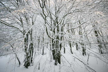 Deep forest of regional park of Monte Cucco covered by snow in winter season, Umbria