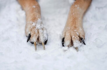 The front paws and claws of a light red dog lie on the snow in winter.