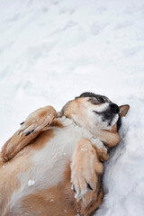 The Siberian Husky dog lies in the snow with its front paws tucked in. Funny and humorous animals.