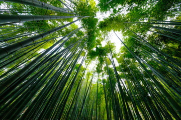 Obraz na płótnie Canvas 竹林 Bamboo forest