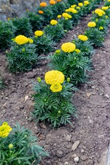 Tagetes patula flowers are yellow and orange rape varieties, planted in parallel rows along the curbs in the park