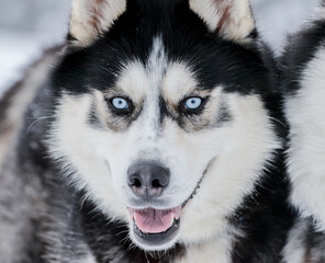 Portrait of a Siberian husky, friendship forever. Pet. Husky