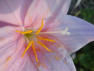 flor rosa cubierta de polen