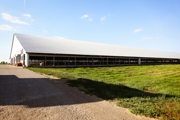 Beautiful view of cow house on sunny day. Animal husbandry