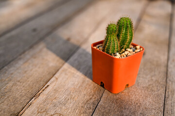 cactus in a pot