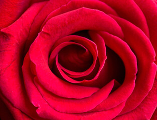 Texture of red rose in closeup.