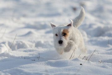 Fototapeta premium white small dog jack russell runs fast in the snow