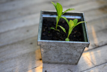 Sapling in the pot