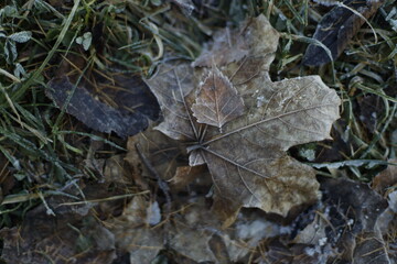 Frozen leaves, winter