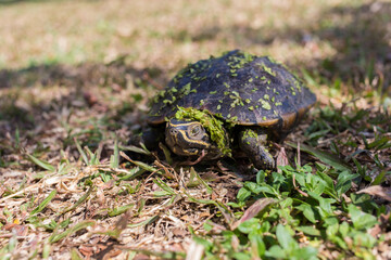 The small black turtle is walking in the grass field. The green grass stick on its body.