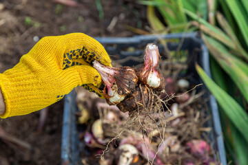 Garden pruning shears are yellow. Hands with gloves. Bulb of gladioli without soil