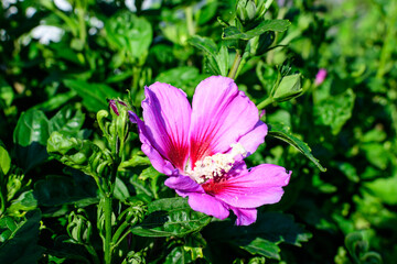 Pink delicate flower of Cornus kousa tree, commonly known as ousa, kousa, Chinese, Korean and Japanese dogwood, and green leaves in a garden in a sunny spring day beautiful outdoor floral background.